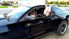 Lady & Butch in the Mustang.jpg