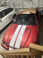 mustang.jpg