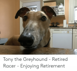 tony-the-greyhound-retired-racer-enjoying-retirement-44504479.png