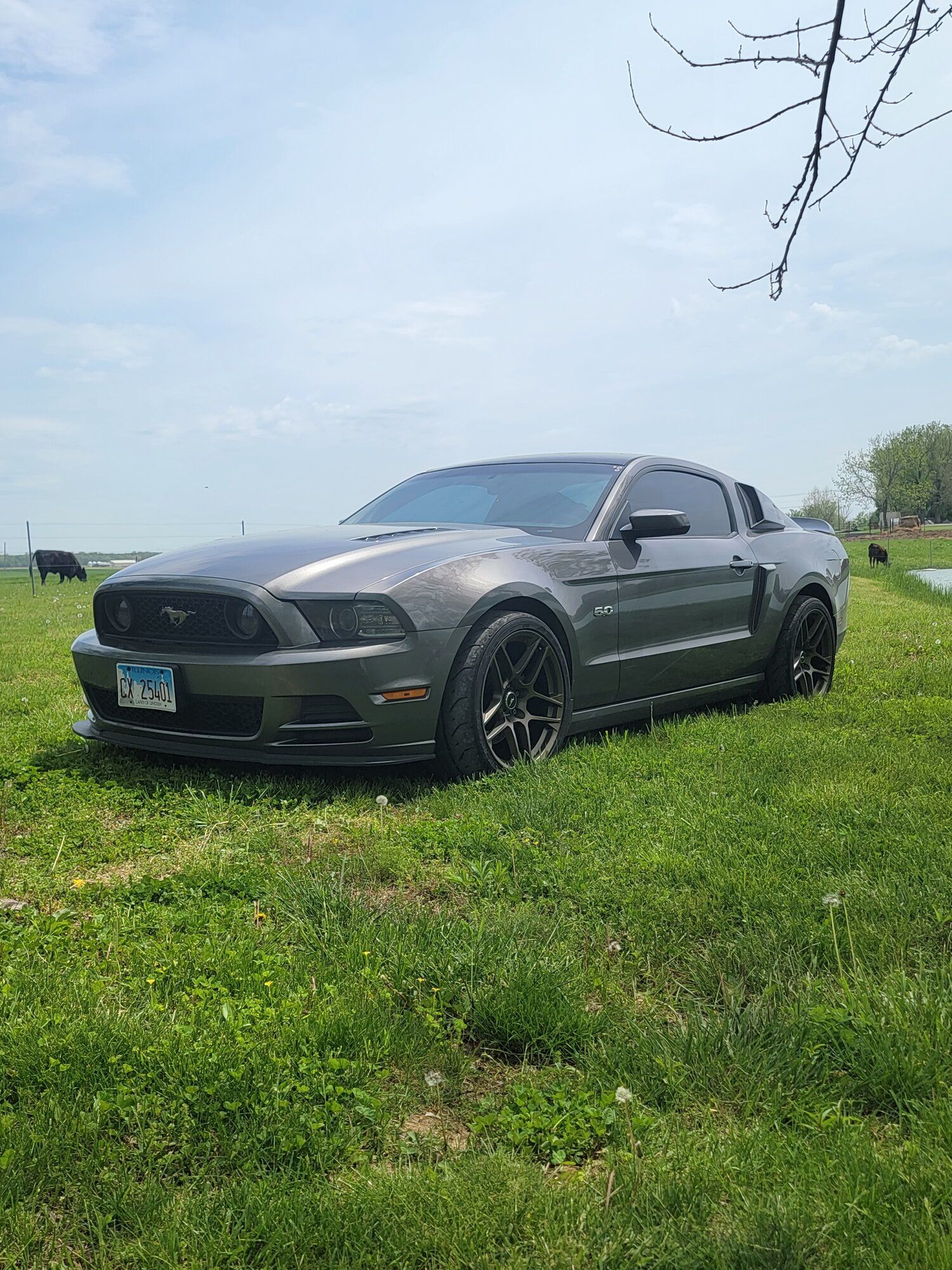 2014 Mustang
GT_50L  (Autox)